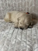 Orange collar , a male Golden Retriever for sale in Chino, CA – Photo 4 of 8