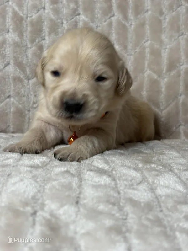 Orange collar  – Golden Retriever puppy for sale in Chino, CA