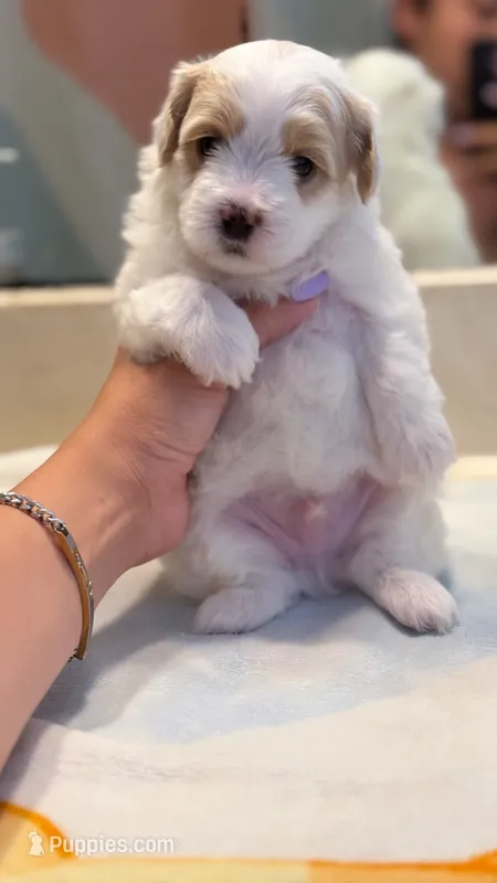 Male (beautiful coat) small  – Maltipoo, Shihpoo puppy for sale in Chino, CA