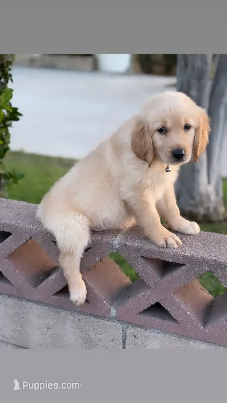 Light pink – Golden Retriever puppy for sale in Chino, CA