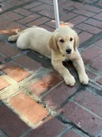 AKC Lime green female , a female Golden Retriever for sale in Chino, CA – 2 of 4