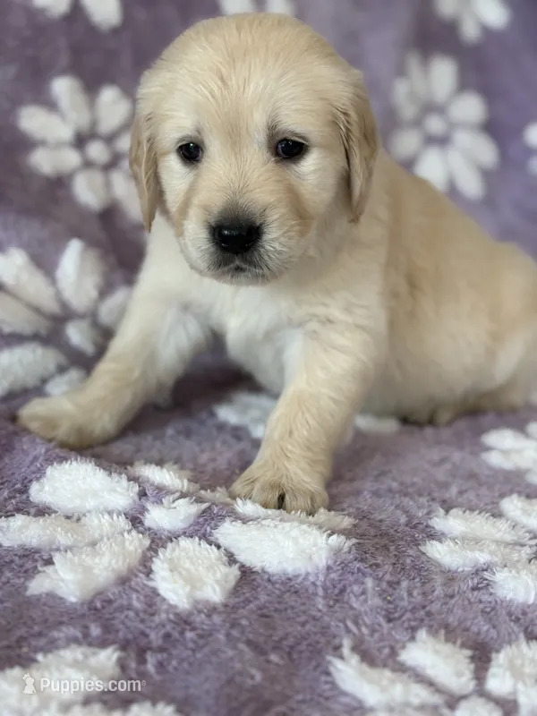 Yellow band  – Golden Retriever puppy for sale in Chino, CA