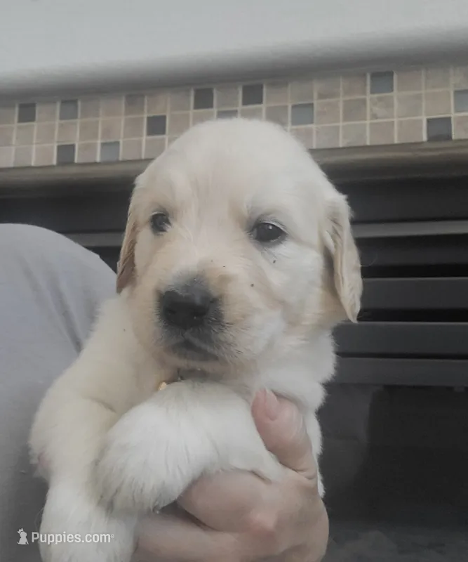 AKC yellow female – Golden Retriever puppy for sale in Chino, CA