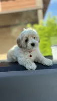 Dark tan female , a female Maltipoo and Shihpoo for sale in Chino, CA – 8 of 10