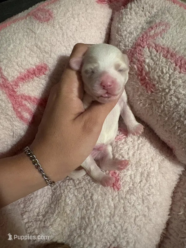 male white w/ brown patches – Maltipoo, Shihpoo puppy for sale in Chino, CA