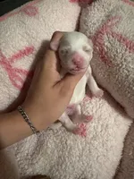 male white w/ brown patches, a male Maltipoo and Shihpoo for sale in Chino, CA – 1 of 10