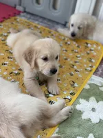 Neon green (lime green), a female Golden Retriever for sale in Chino, CA – 6 of 7