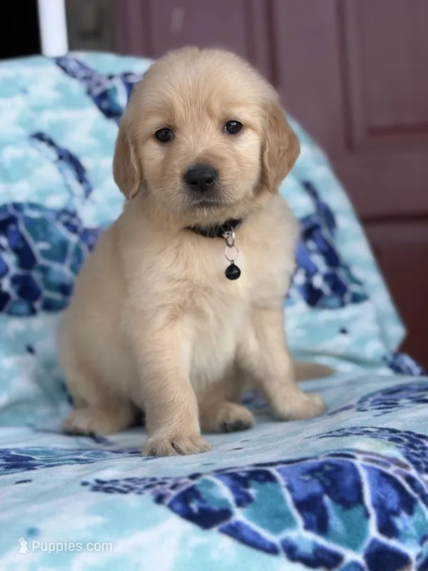 Black collar – Golden Retriever puppy for sale in Chino, CA