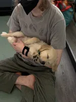 Neon green (lime green), a female Golden Retriever for sale in Chino, CA – 2 of 7