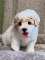 Male (take me home today), a male Maltipoo and Shihpoo for sale in Chino, CA – 3 of 10