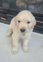 AKC Green male , a male Golden Retriever for sale in Chino, CA – 2 of 9