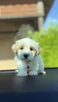 Dark tan female , a female Maltipoo and Shihpoo for sale in Chino, CA – 7 of 10
