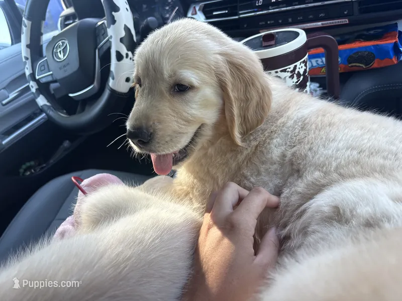 Lime green female  – Golden Retriever puppy for sale in Chino, CA
