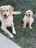 Light pink, a female Golden Retriever for sale in Chino, CA – 4 of 10