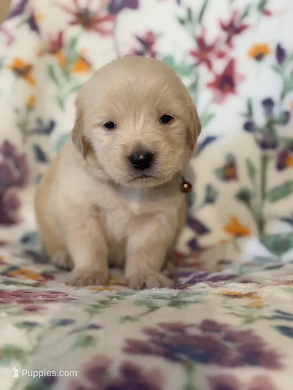 Brown collar, a male Golden Retriever for sale in Chino, CA – Photo 1 of 6