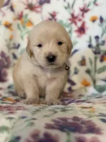 Brown collar, a male Golden Retriever for sale in Chino, CA – Photo 1 of 6