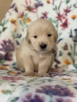 Brown collar, a male Golden Retriever for sale in Chino, CA – Photo 3 of 6