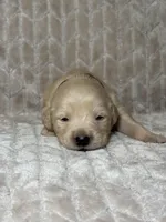 Brown collar, a male Golden Retriever for sale in Chino, CA – Photo 7 of 8