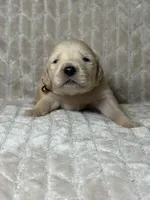 Brown collar, a male Golden Retriever for sale in Chino, CA – Photo 4 of 8