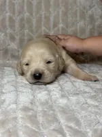 Brown collar, a male Golden Retriever for sale in Chino, CA – Photo 6 of 8