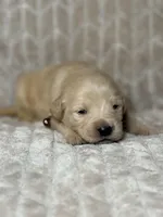 Brown collar, a male Golden Retriever for sale in Chino, CA – Photo 3 of 8