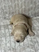 Brown collar, a male Golden Retriever for sale in Chino, CA – Photo 8 of 8