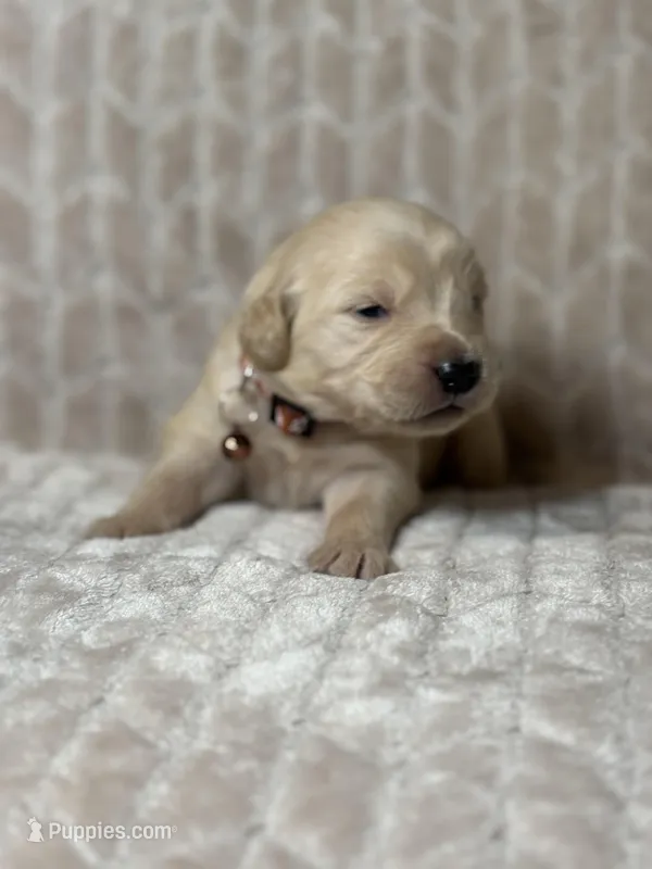 Brown collar – Golden Retriever puppy for sale in Chino, CA