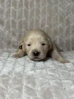 Brown collar, a male Golden Retriever for sale in Chino, CA – Photo 5 of 8