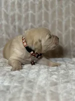 Brown collar, a male Golden Retriever for sale in Chino, CA – Photo 2 of 8