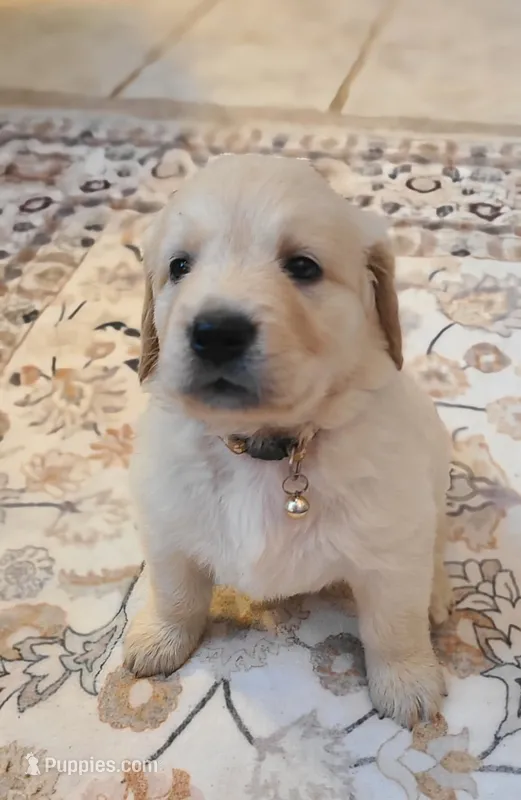 AKC yellow female – Golden Retriever puppy for sale in Chino, CA
