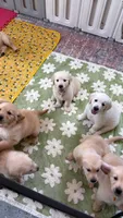 Pink band , a female Golden Retriever for sale in Chino, CA – 7 of 10