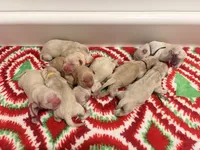 Burgundy band , a female Golden Retriever for sale in Chino, CA – 5 of 9