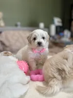 Dark tan female , a female Maltipoo and Shihpoo for sale in Chino, CA – 6 of 10
