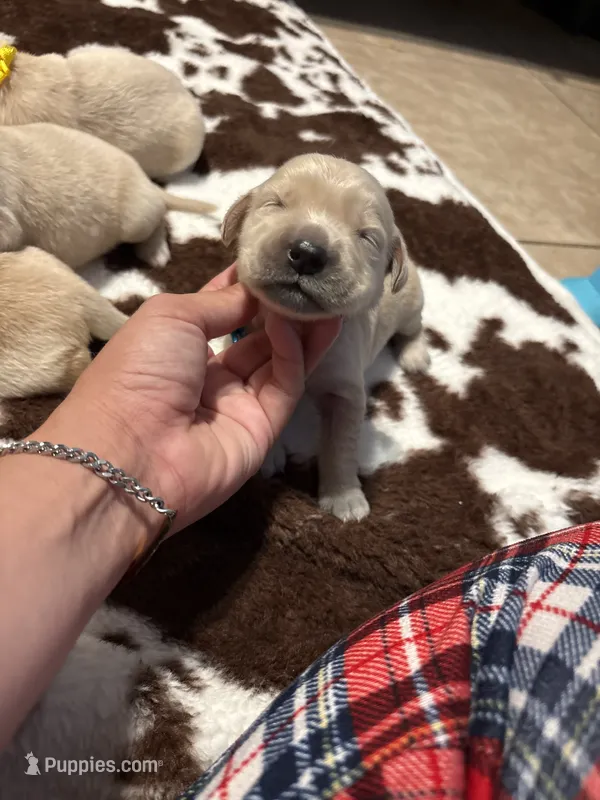 Light blue band – Golden Retriever puppy for sale in Chino, CA