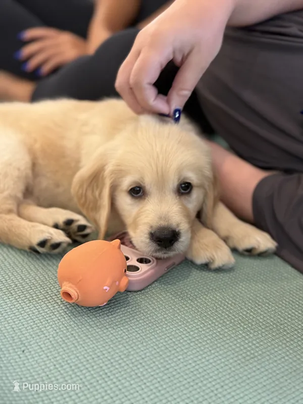 Neon green (lime green) – Golden Retriever puppy for sale in Chino, CA