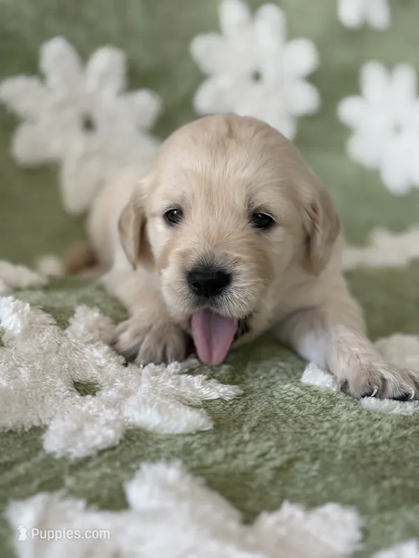 Yellow band  – Golden Retriever puppy for sale in Chino, CA