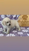 Blue  (read description), a  Golden Retriever for sale in Chino, CA – 8 of 10