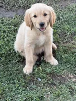 Light pink, a female Golden Retriever for sale in Chino, CA – 5 of 10