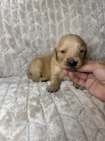 Gray collar, a male Golden Retriever for sale in Chino, CA – Photo 4 of 5