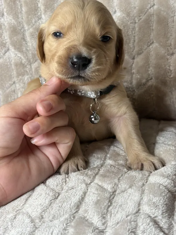Gray collar – Golden Retriever puppy for sale in Chino, CA