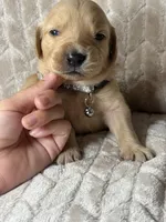 Gray collar, a male Golden Retriever for sale in Chino, CA – Photo 1 of 5