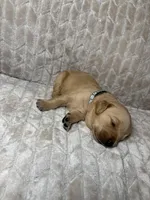 Gray collar, a male Golden Retriever for sale in Chino, CA – Photo 5 of 5