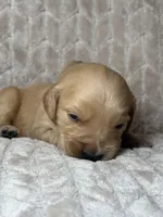 Gray collar, a male Golden Retriever for sale in Chino, CA – Photo 2 of 5