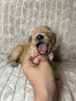 Gray collar, a male Golden Retriever for sale in Chino, CA – Photo 3 of 5