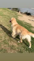 AKC blue male, a male Golden Retriever for sale in Chino, CA – 4 of 5