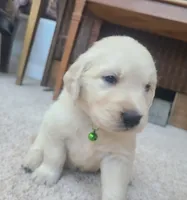 AKC Green male , a male Golden Retriever for sale in Chino, CA – 3 of 9