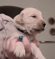 AKC blue male, a male Golden Retriever for sale in Chino, CA – 2 of 5