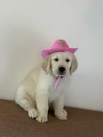 Pink band , a female Golden Retriever for sale in Chino, CA – 3 of 10