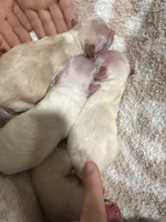 Female pup 1, a female Maltipoo and Shihpoo for sale in Chino, CA – Photo 2 of 3