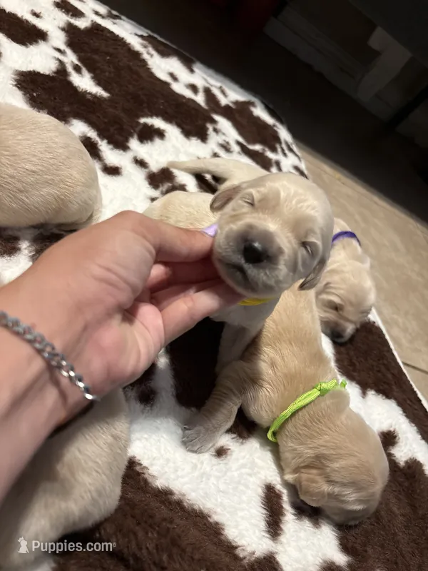 Yellow band  – Golden Retriever puppy for sale in Chino, CA